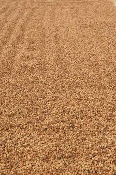 Coffee beans dried in the sun Stock Photos