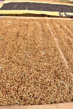 Coffee beans dried in the sun Stock Photos