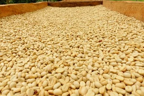 Coffee beans dried in the sun Foto stock