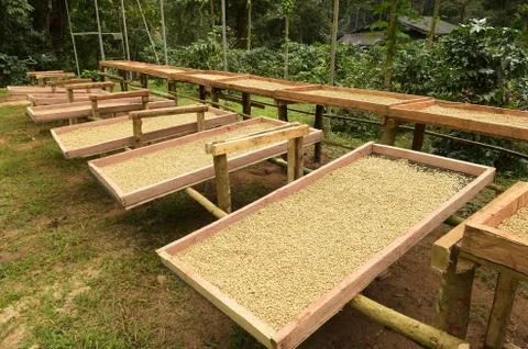 Coffee beans dried in the sun Stock Photos