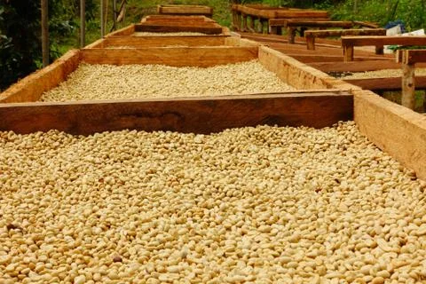 Coffee beans dried in the sun Foto stock