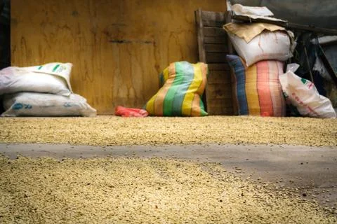 Coffee beans drying in the floor Foto stock