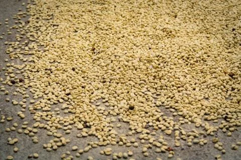Coffee beans drying in the floor Stock Photos