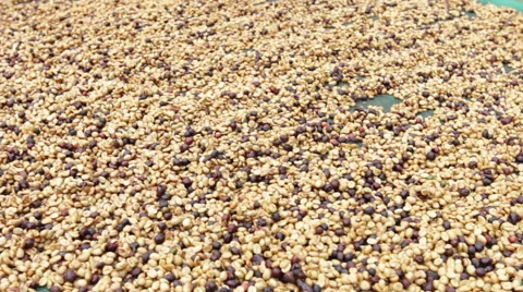 Coffee Beans Drying. Stock Footage 59801475