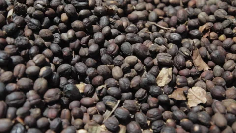 Coffee beans drying Stock Footage 157414645