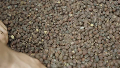 Coffee beans drying natural slow motion 4K Stock-Footage 228168157