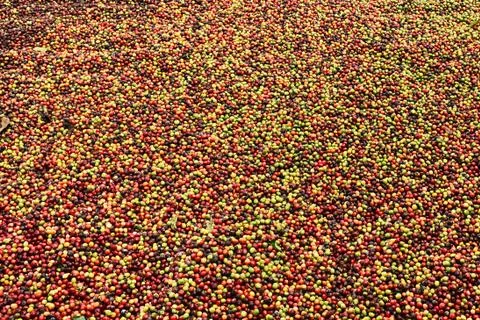 Coffee beans drying Stock-Fotos