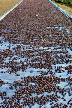 Coffee beans drying Stock Photos