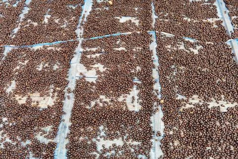 Coffee beans drying Stock-Fotos