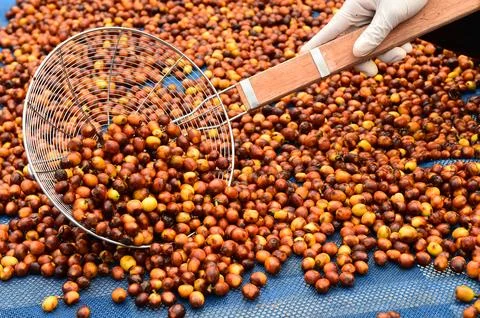 Coffee beans drying Stock Photos