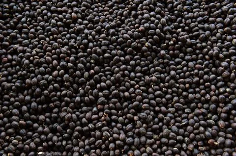 Coffee beans drying Stock Photos