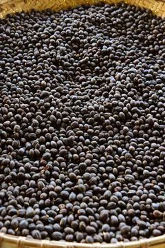 Coffee beans drying Foto stock