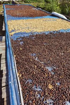 Coffee beans drying Foto stock