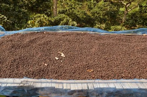 Coffee beans drying Stock Photos