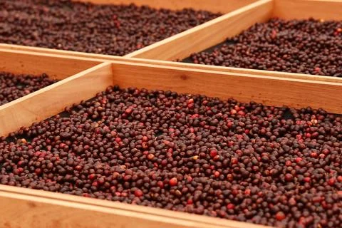 Coffee beans drying Foto stock