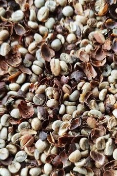 Coffee beans drying Stock Photos