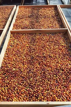 Coffee beans drying Stock Photos