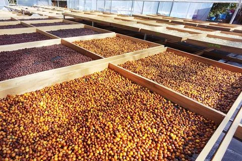 Coffee beans drying Stock Photos