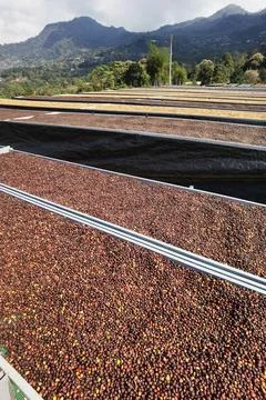 Coffee beans drying Foto stock