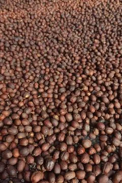 Coffee beans drying 스톡 사진
