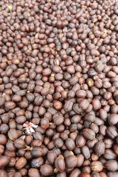 Coffee beans drying Stock Photos