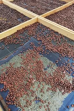 Coffee beans drying Foto stock