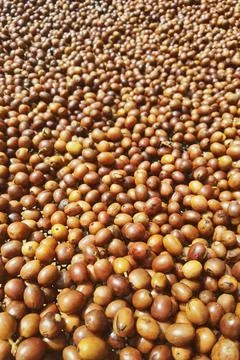 Coffee beans drying Foto stock