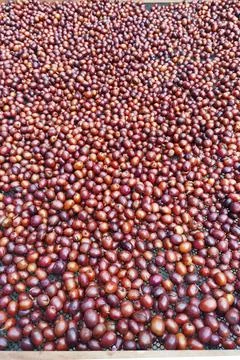 Coffee beans drying Stock Photos