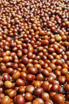 Coffee beans drying Foto stock