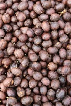 Coffee beans drying Stock Photos