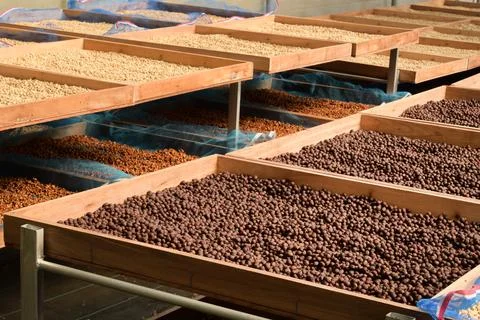 Coffee beans drying Stock Photos