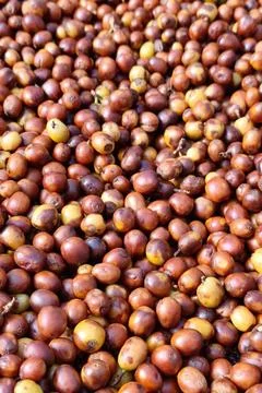 Coffee beans drying Stock Photos