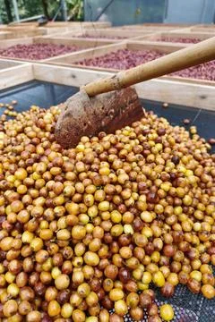 Coffee beans drying Foto stock