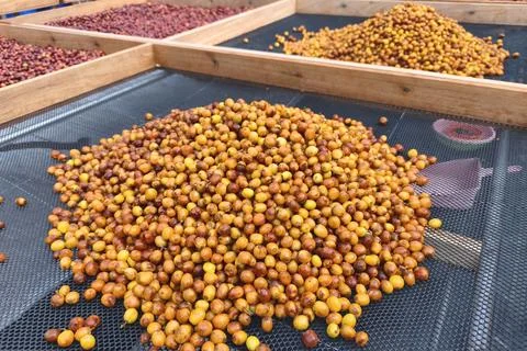 Coffee beans drying Stock Photos