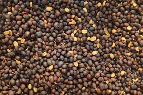 Coffee beans drying Stock-Fotos