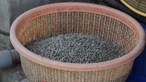 Coffee Beans drying process, outdoors shot Stock Footage 282701645