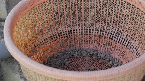 Coffee Beans drying process, outdoors shot Stock Footage 282701665