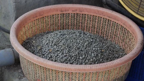 Coffee Beans drying process, outdoors shot Stock Footage 282701683