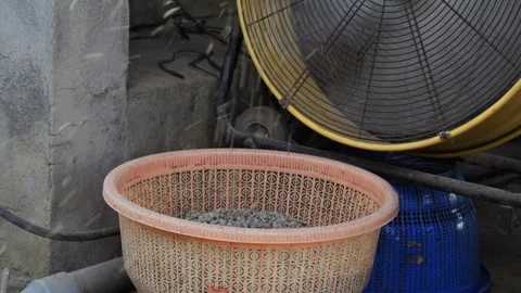 Coffee Beans drying process, outdoors shot Stock Footage 282701735