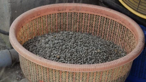 Coffee Beans drying process, outdoors shot Stock Footage 282701751