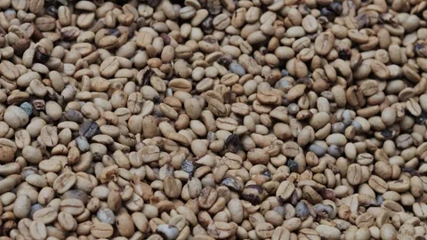 Coffee Beans drying process, outdoors shot Stock Footage 290164019
