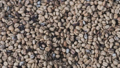 Coffee Beans drying process, outdoors shot Stock Footage 291763559