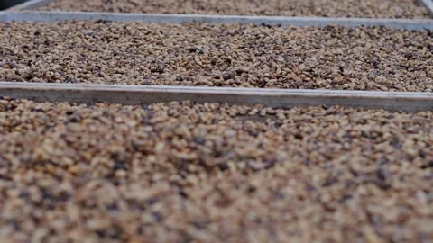 Coffee Beans drying process, outdoors shot Stock Footage 291763587