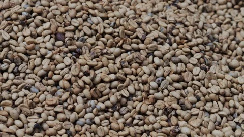 Coffee Beans drying process, outdoors shot Stock Footage 291763615