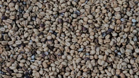 Coffee Beans drying process, outdoors shot Stock Footage 291763674