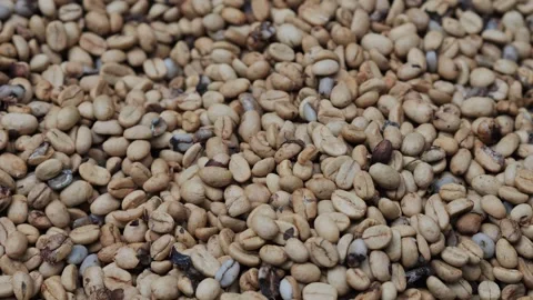 Coffee Beans drying process, outdoors shot Stock Footage 291763765