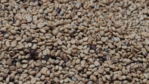 Coffee Beans drying process, outdoors shot Stock Footage 291763814