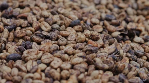 Coffee Beans drying process, outdoors shot Stock Footage 291763869