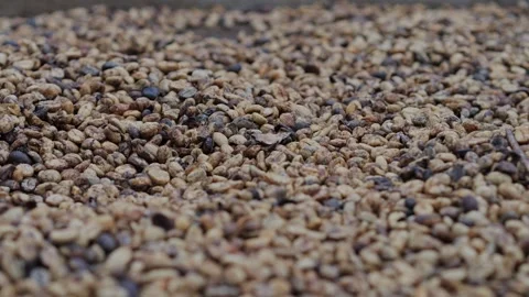 Coffee Beans drying process, outdoors shot Stock Footage 291763892