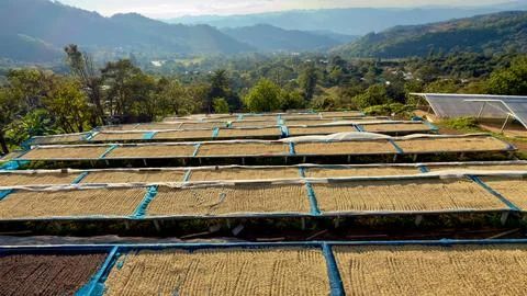 Coffee Beans Drying On Raised Mesh Beds In A Mountain Plantation Under Clea.. Stock Photos